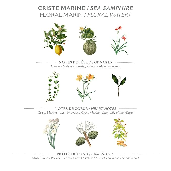Panier des Sens – Sea Samphire Hand & Body Lotion for Dry Skin - Hydrating Body Cream for Women - Nourishing Fluid Body Moisturizer Shea Butter & Olive Oil 97% Natural Ingredients Body Care 8.45 Floz